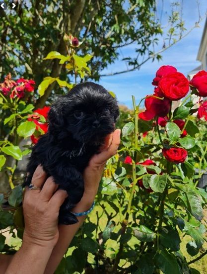 Una bella Du Domaine Du Jardin Des Roses