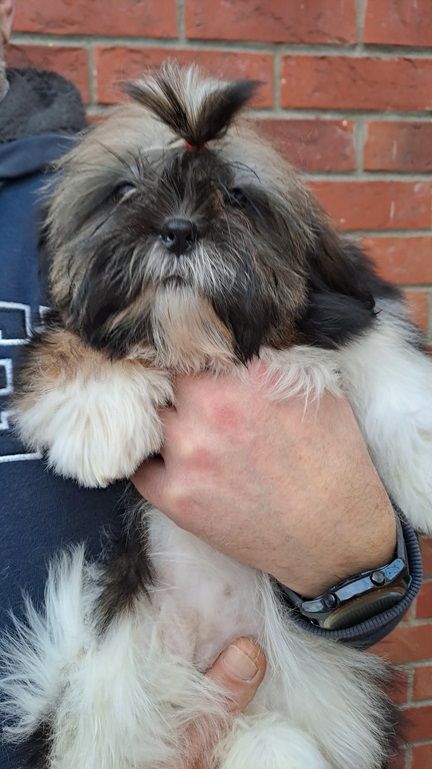 chiot Shih Tzu de l'empreinte sacrée du Tibet