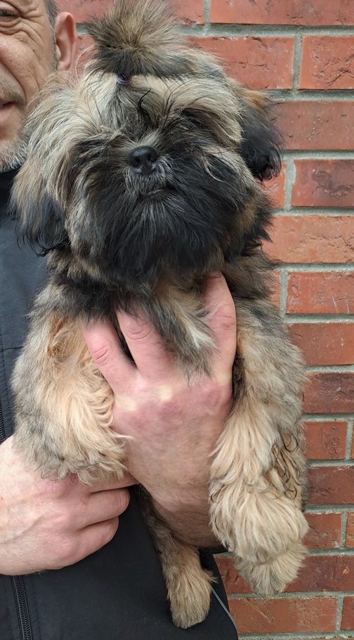 de l'empreinte sacrée du Tibet - Chiot disponible  - Shih Tzu