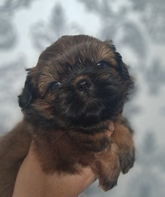 de l'empreinte sacrée du Tibet - Chiot disponible  - Shih Tzu