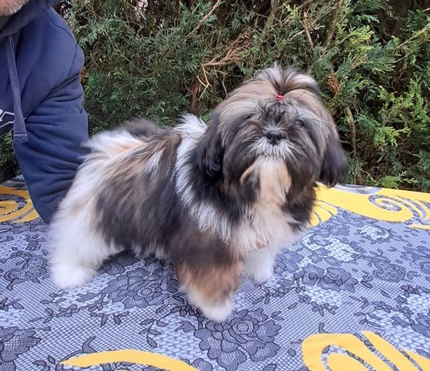 de l'empreinte sacrée du Tibet - Chiot disponible  - Shih Tzu