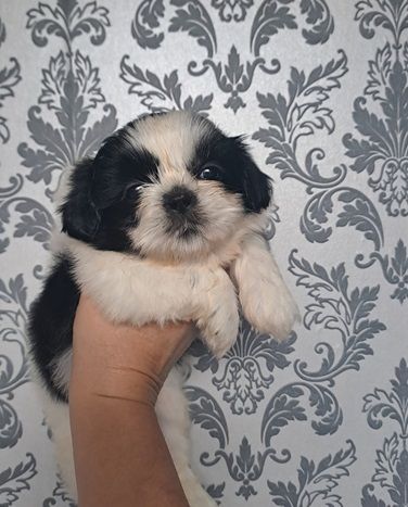 de l'empreinte sacrée du Tibet - Chiot disponible  - Shih Tzu