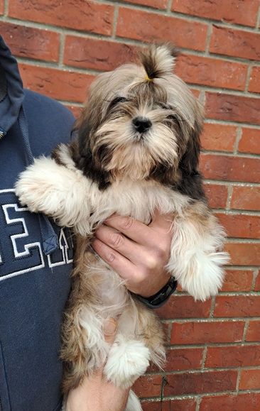 chiot Shih Tzu de l'empreinte sacrée du Tibet