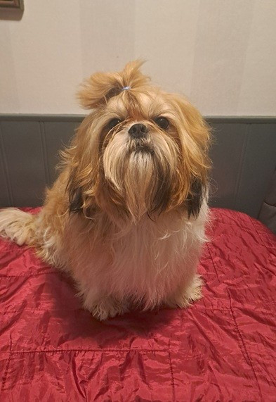 Venum (dit valentin) Du Val De La Licorne