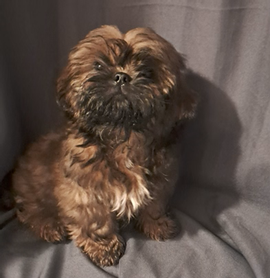 de l'empreinte sacrée du Tibet - Chiots disponibles - Shih Tzu