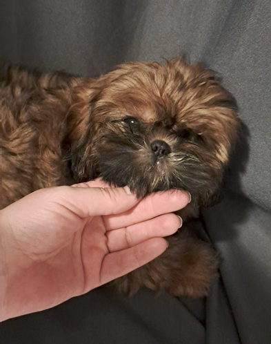de l'empreinte sacrée du Tibet - Chiots disponibles - Shih Tzu