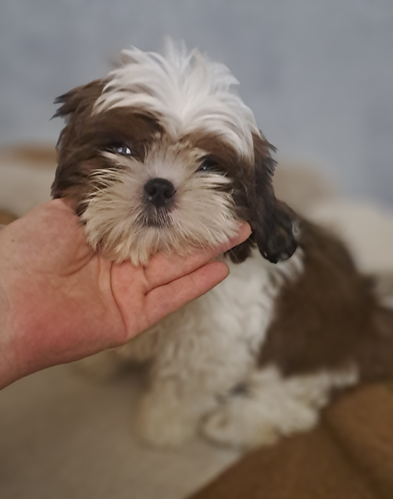 de l'empreinte sacrée du Tibet - Chiots disponibles - Shih Tzu