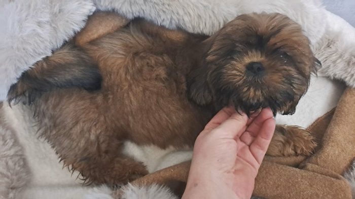 de l'empreinte sacrée du Tibet - Chiots disponibles - Shih Tzu