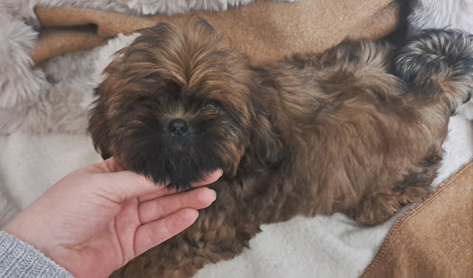 de l'empreinte sacrée du Tibet - Chiots disponibles - Shih Tzu