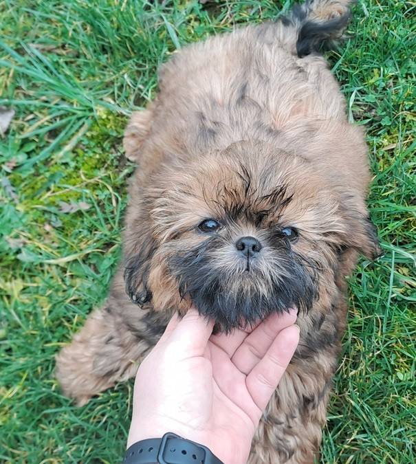 de l'empreinte sacrée du Tibet - Chiots disponibles - Shih Tzu