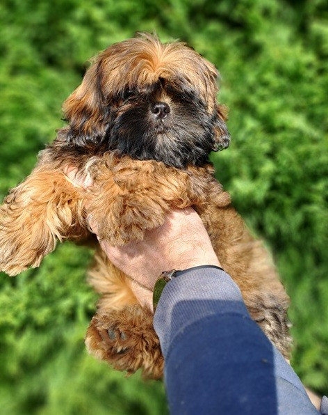 de l'empreinte sacrée du Tibet - Chiots disponibles - Shih Tzu
