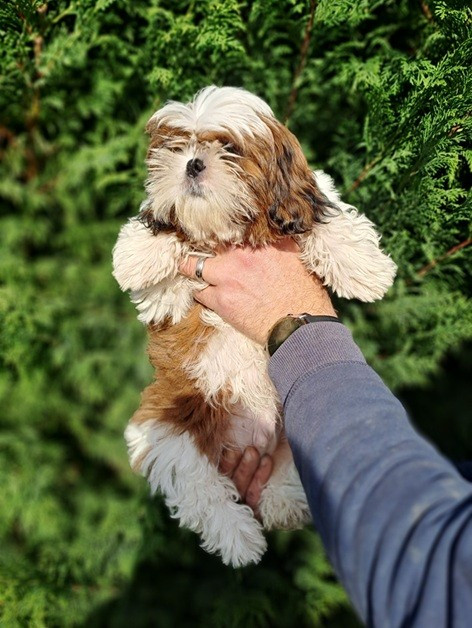 de l'empreinte sacrée du Tibet - Chiots disponibles - Shih Tzu