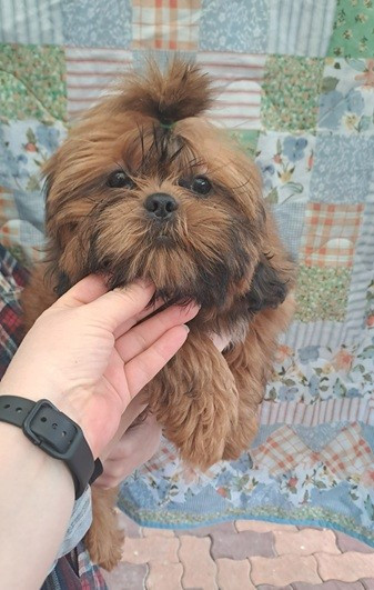 de l'empreinte sacrée du Tibet - Chiots disponibles - Shih Tzu